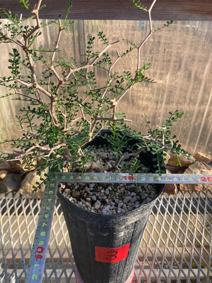 オペルクリカリア・パキプス(根挿し)No3