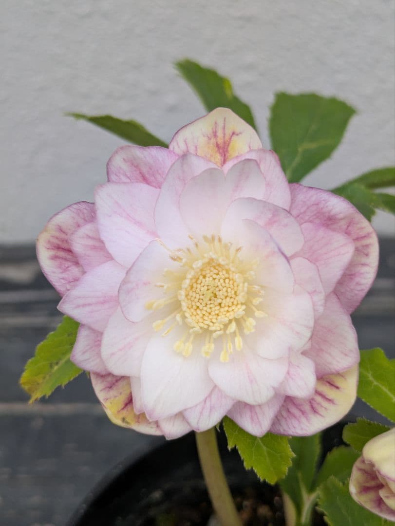 広瀬園芸 クリスマスローズ 【オーレア系ピンクベインdd】