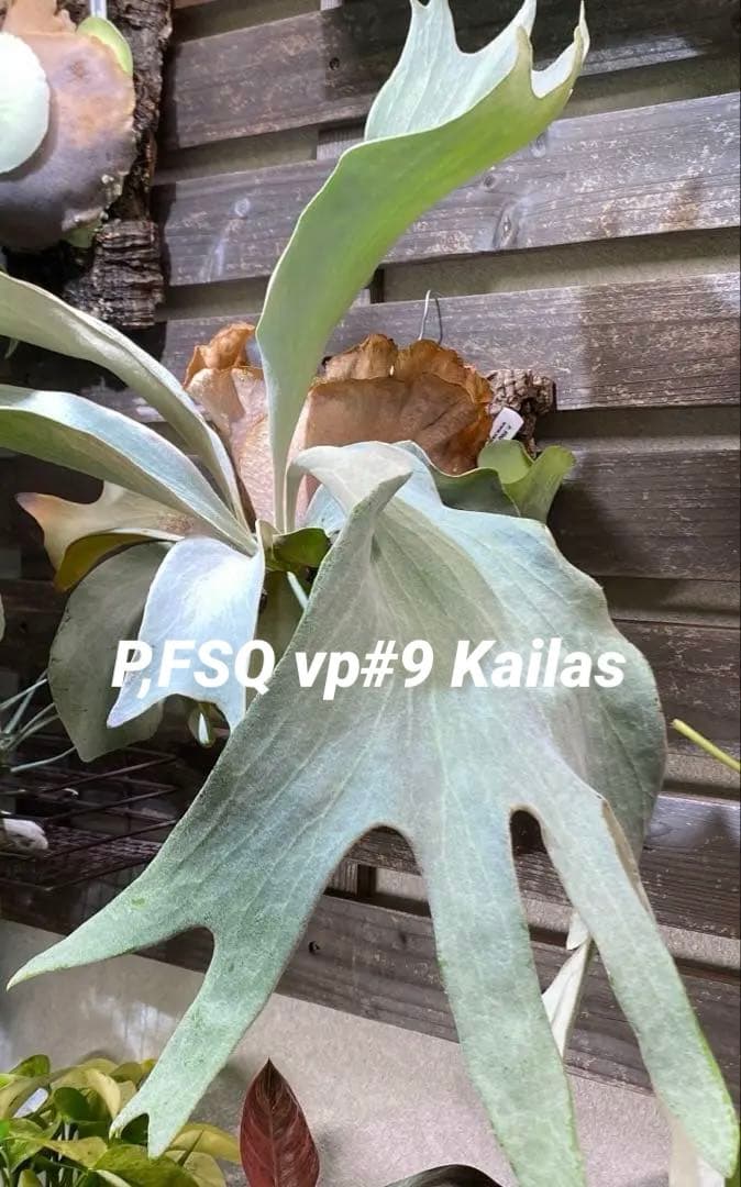 オールドファッション Ｐ.FSQ vp#9 カイラス'No.2