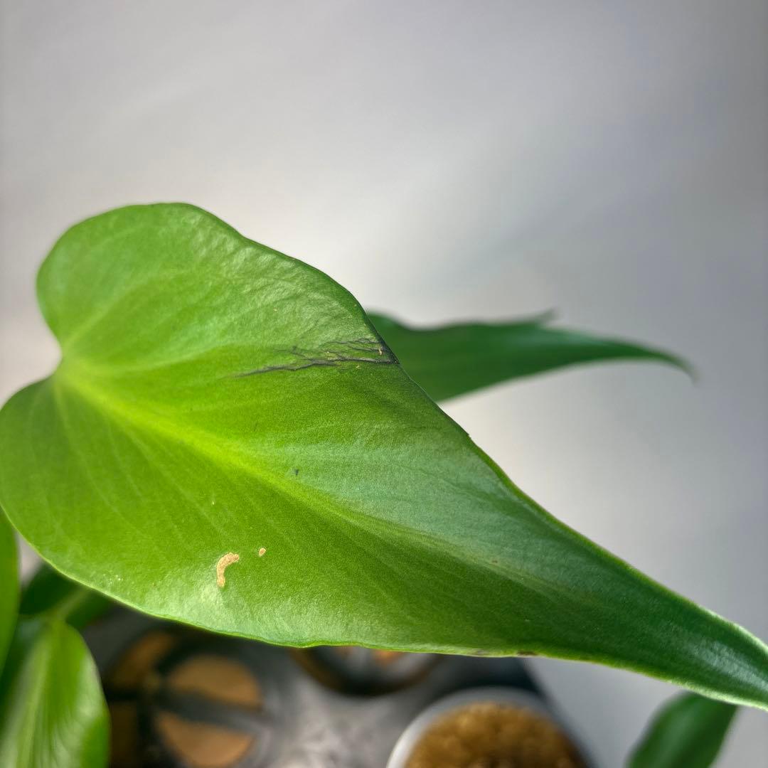 ち*か様 5株セットL034 モンステラ バールマルクスフレーム