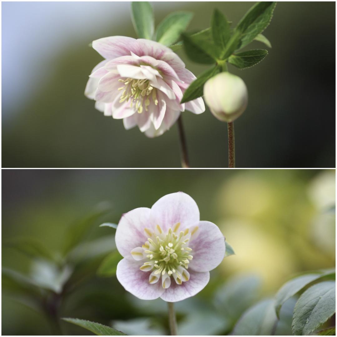 25℃ クリスマスローズ 苗 ソレイユ セット