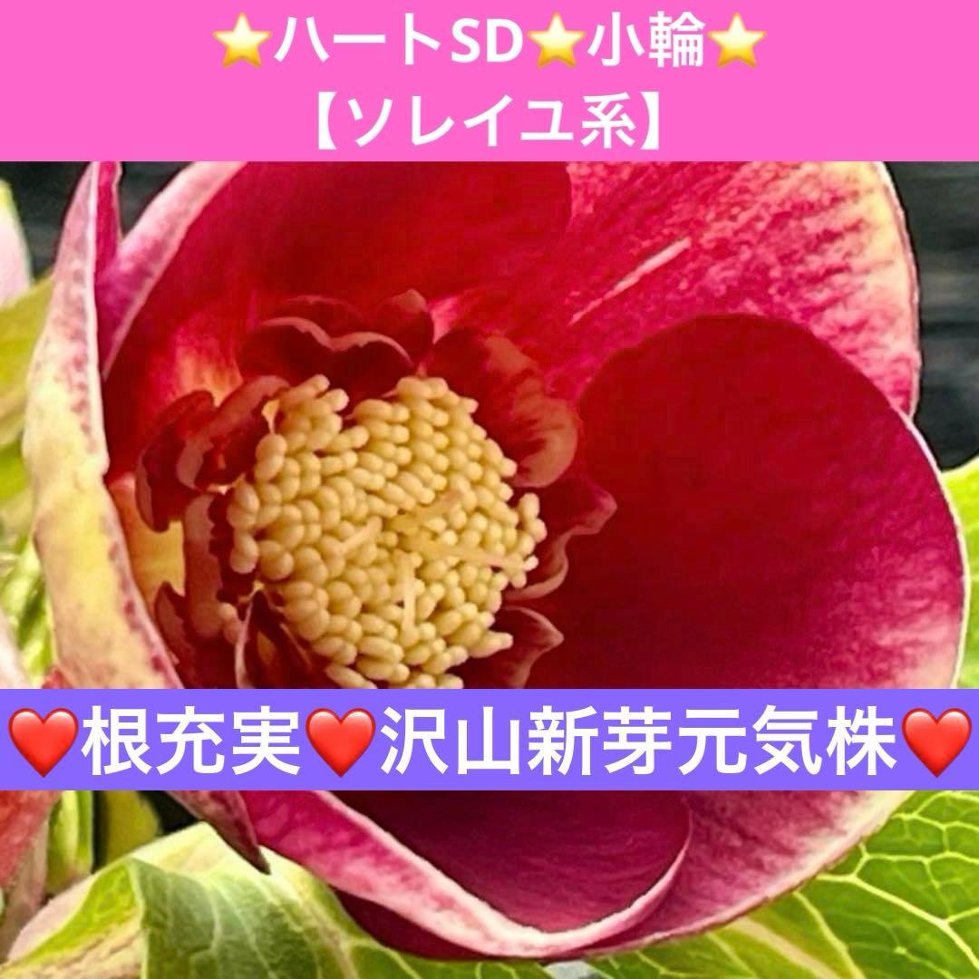 の*ん様 ❤️根充実❤️沢山新芽元気株❤️590 ⭐️ハートSD⭐️小輪⭐️【ソ