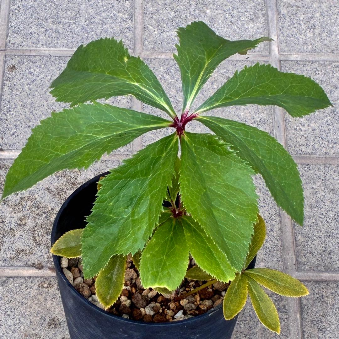 の*ん様 ❤️根充実❤️沢山新芽元気株❤️590 ⭐️ハートSD⭐️小輪⭐️【ソ