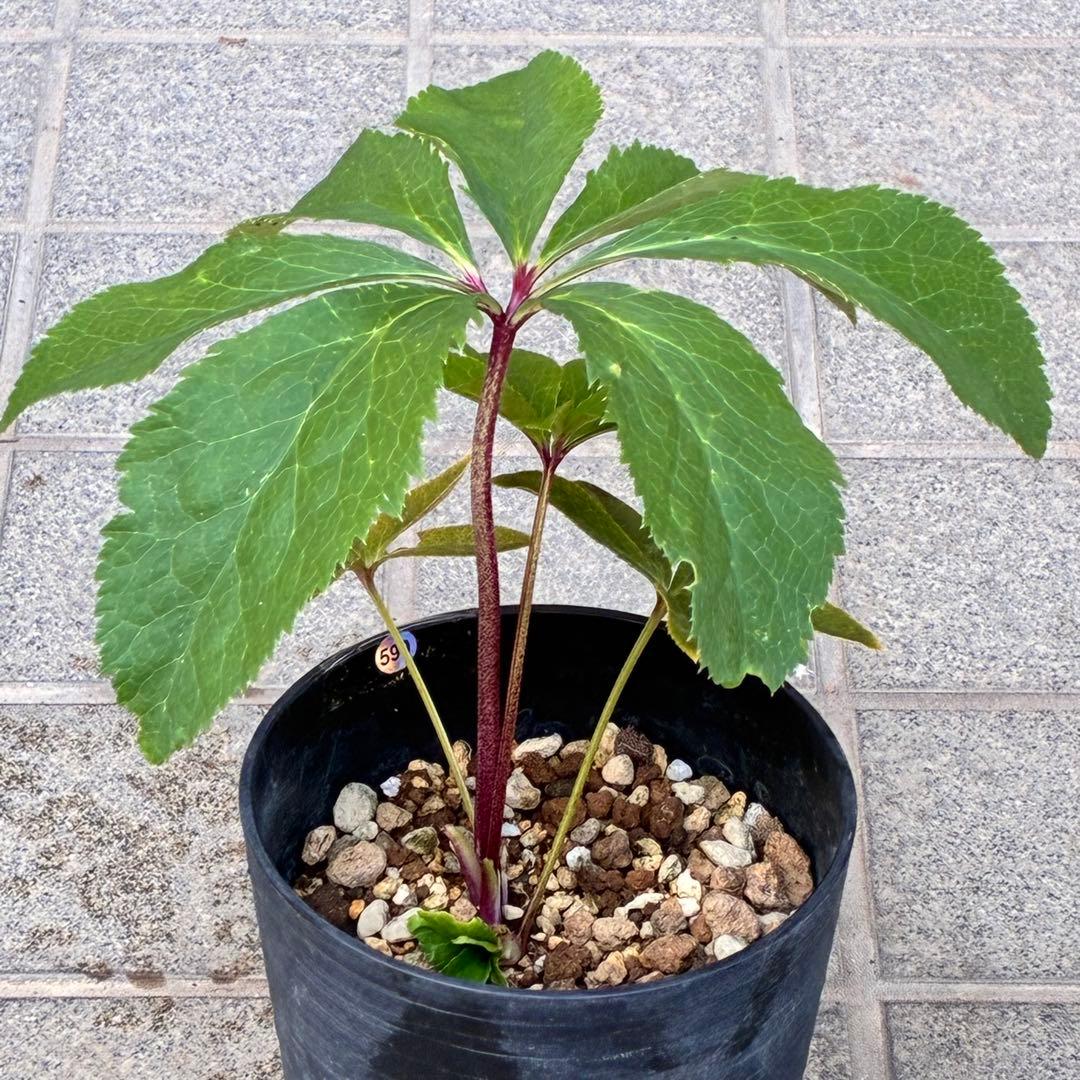 の*ん様 ❤️根充実❤️沢山新芽元気株❤️590 ⭐️ハートSD⭐️小輪⭐️【ソ