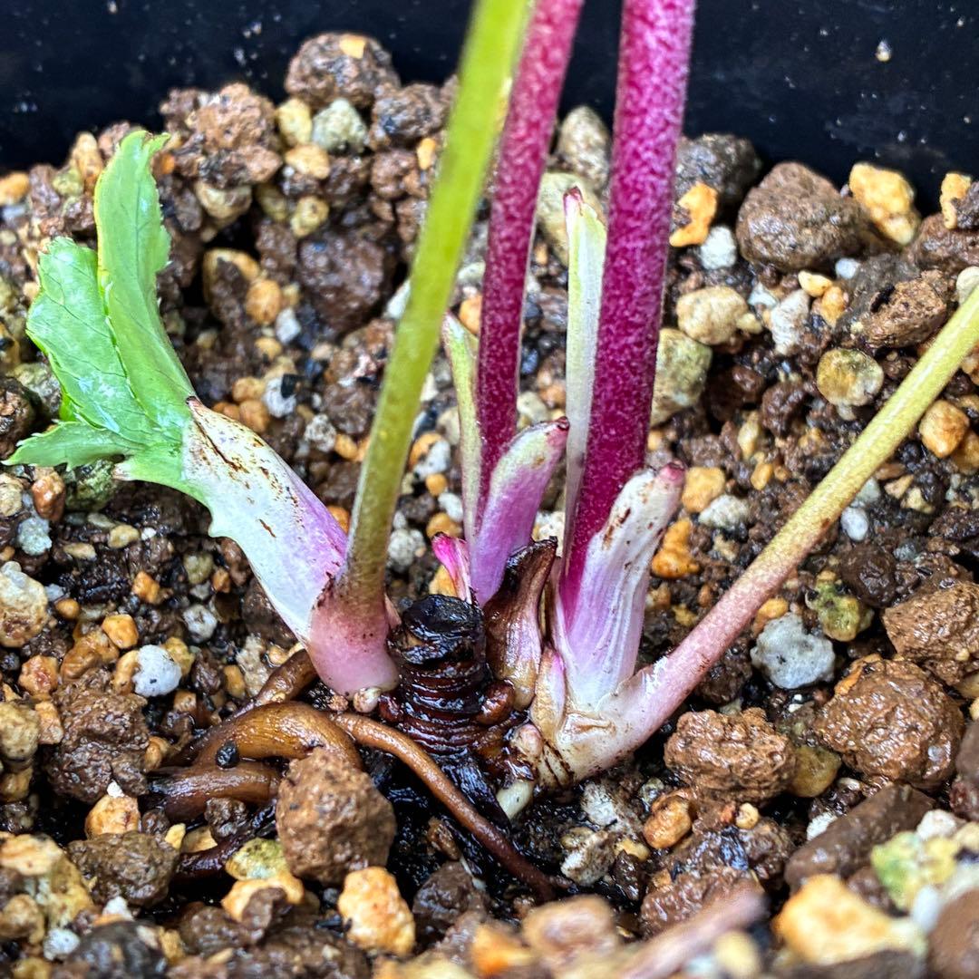 の*ん様 ❤️根充実❤️沢山新芽元気株❤️590 ⭐️ハートSD⭐️小輪⭐️【ソ