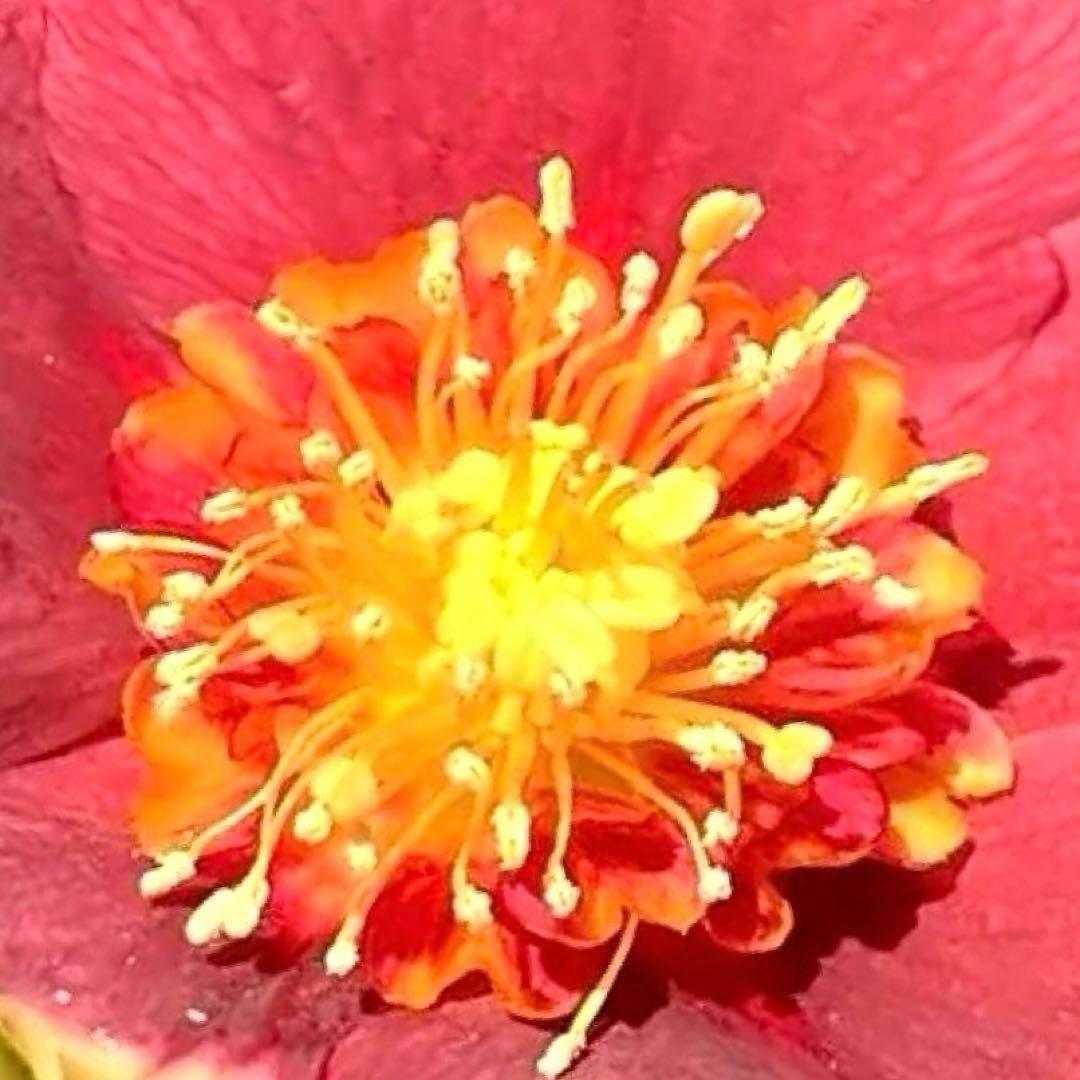 の*ん様 ❤️根充実❤️沢山新芽元気株❤️590 ⭐️ハートSD⭐️小輪⭐️【ソ