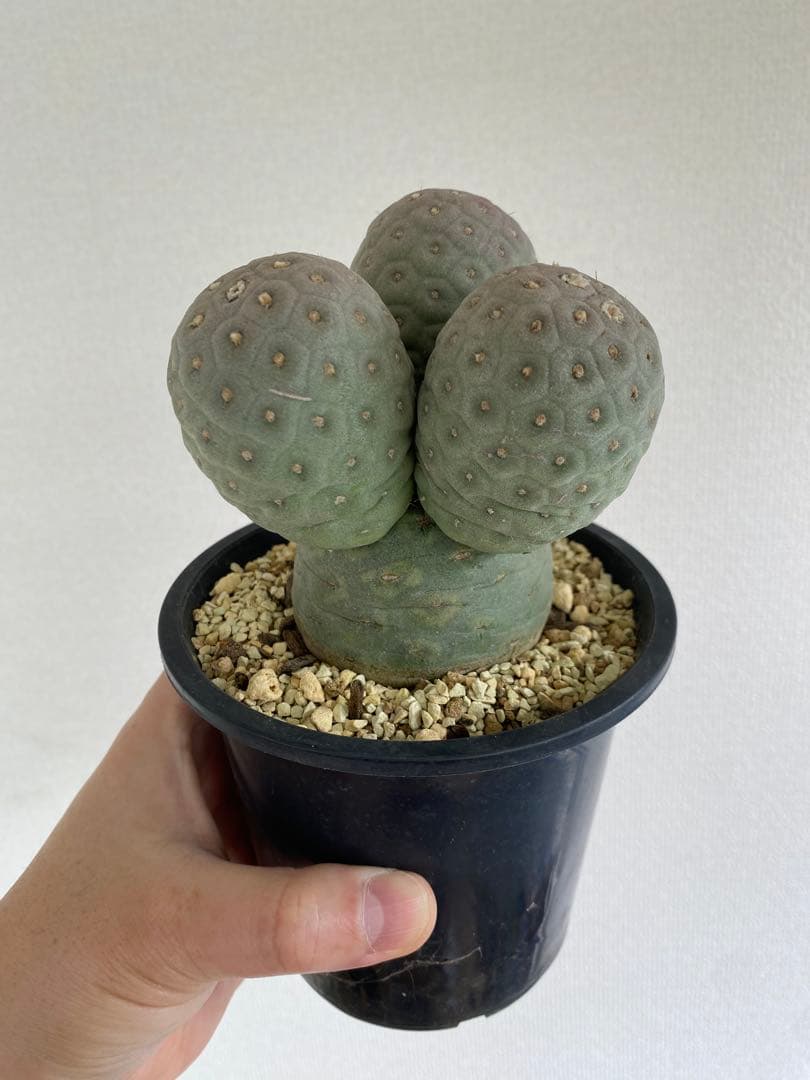 テフロカクタス ゲオメトリクス 胴太株