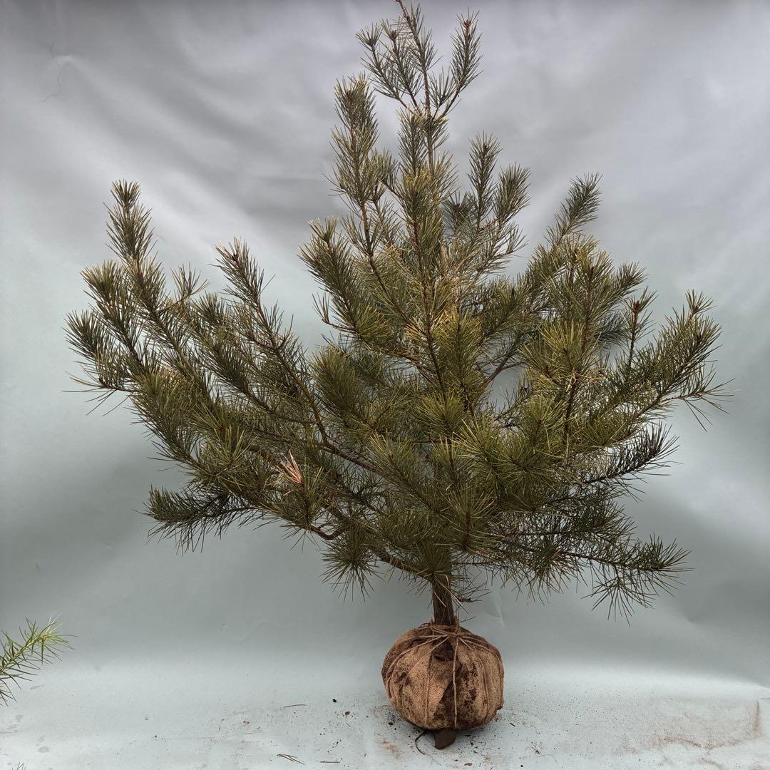 白松　特大サイズ