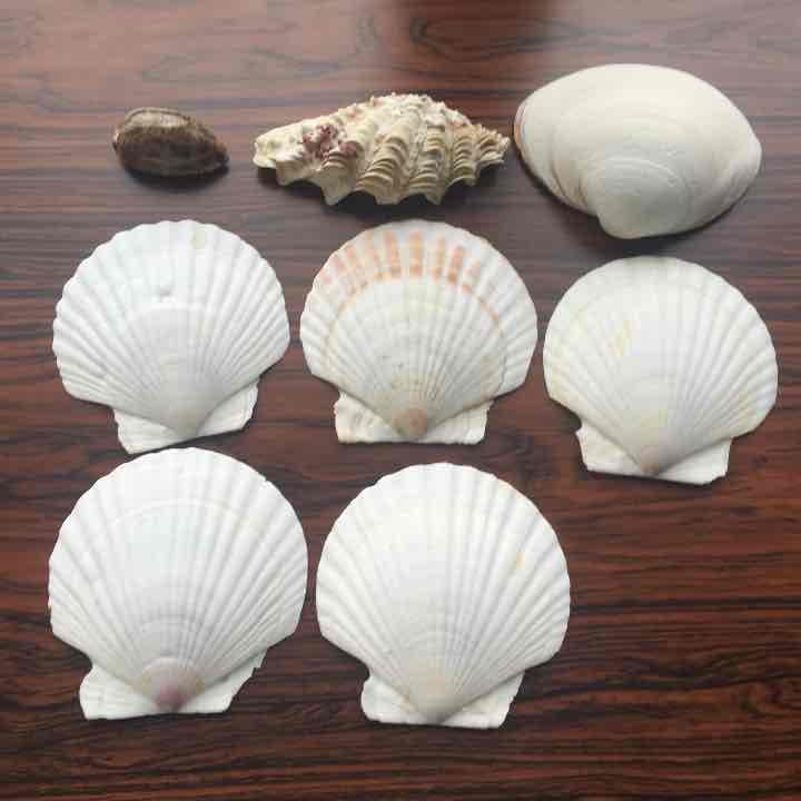 ※購入不可※貝殻 セット 合計8枚