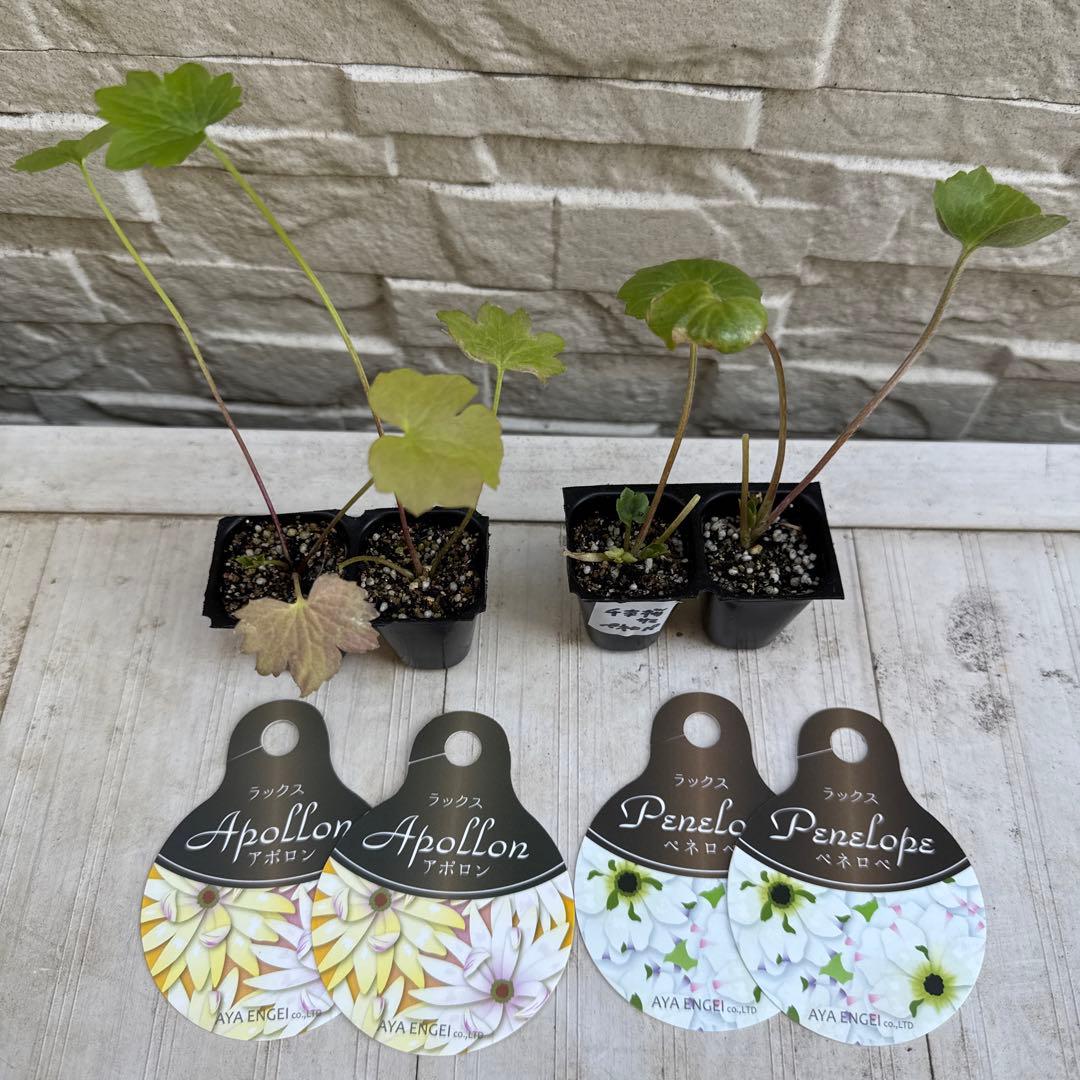 千本桜■花苗ラナンキュラスラックスシリーズ■アポロン&ペネロペ