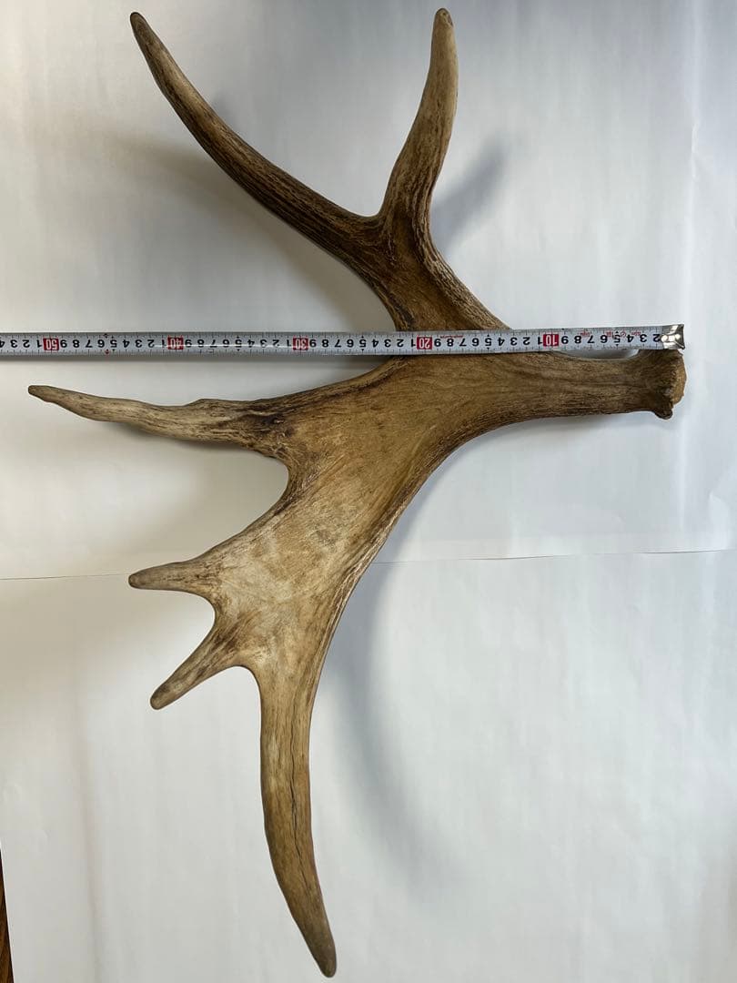 ムースの角（アラスカ）