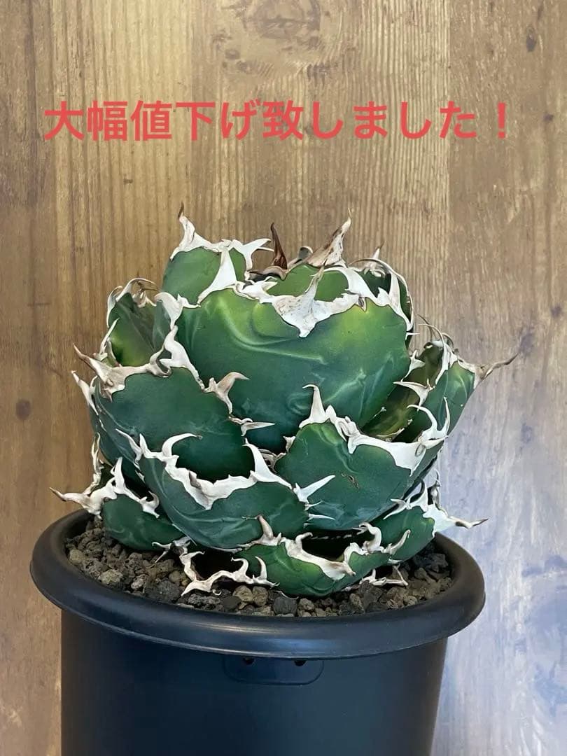 Agave titanota 【白鯨】大株　コレクション株　菊鉢5号