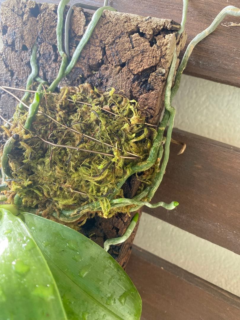 花終わり　胡蝶蘭原種　ファレノプシス　マリアエ　自然種