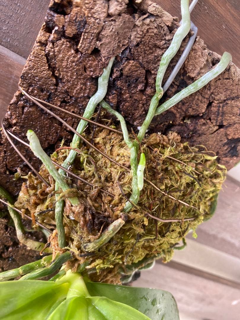 花終わり　胡蝶蘭原種　ファレノプシス　マリアエ　自然種