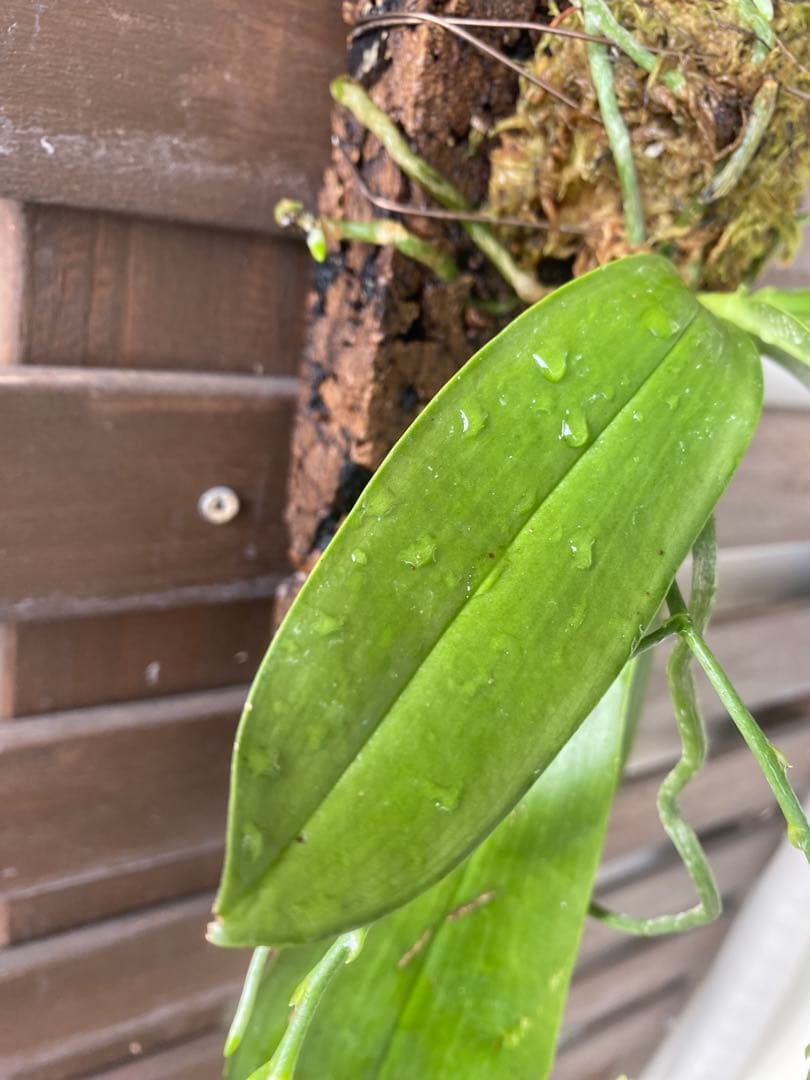 花終わり　胡蝶蘭原種　ファレノプシス　マリアエ　自然種