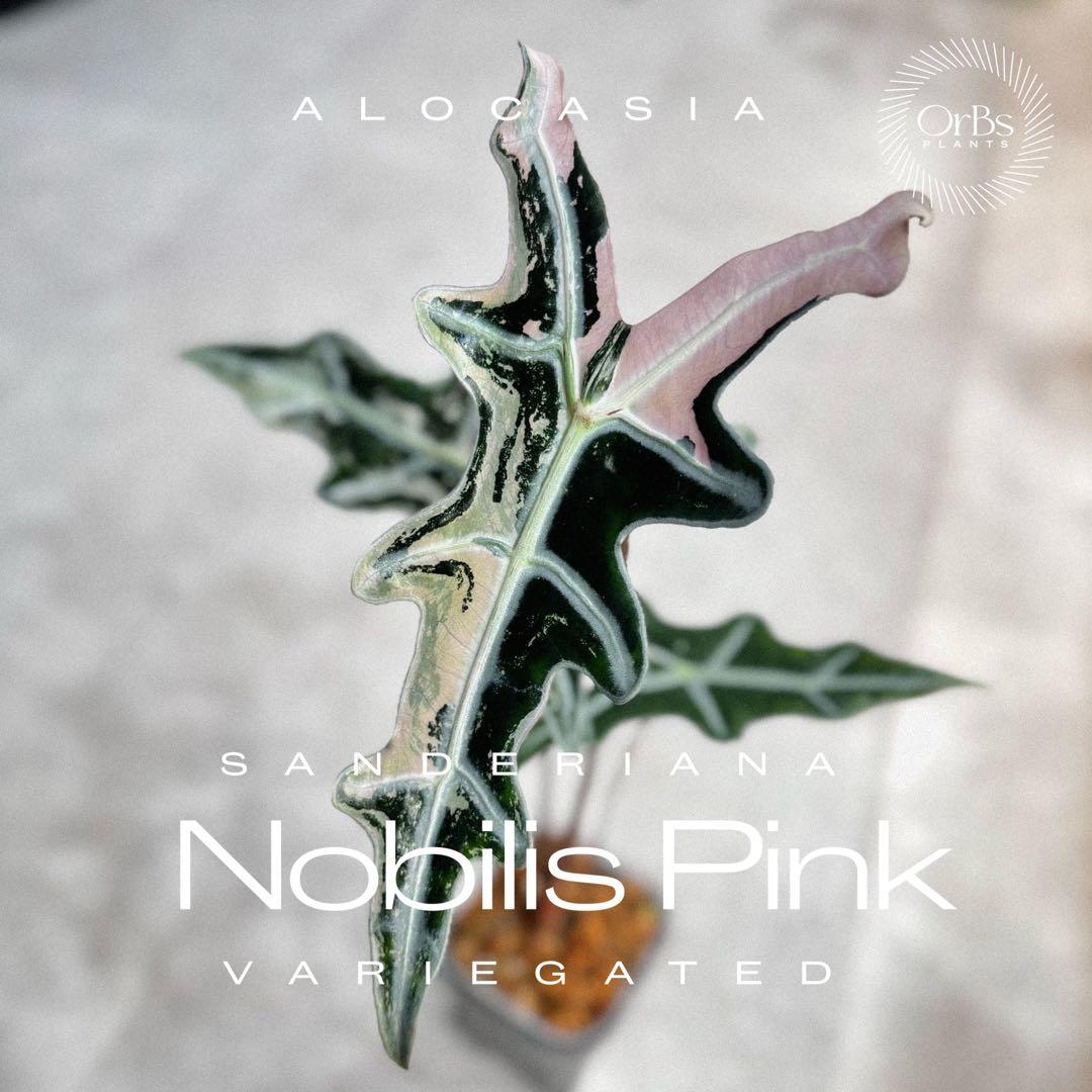 掲載最終日セール【芋付き】アロカシア ノビリス ピンク斑入り 中株サイズ