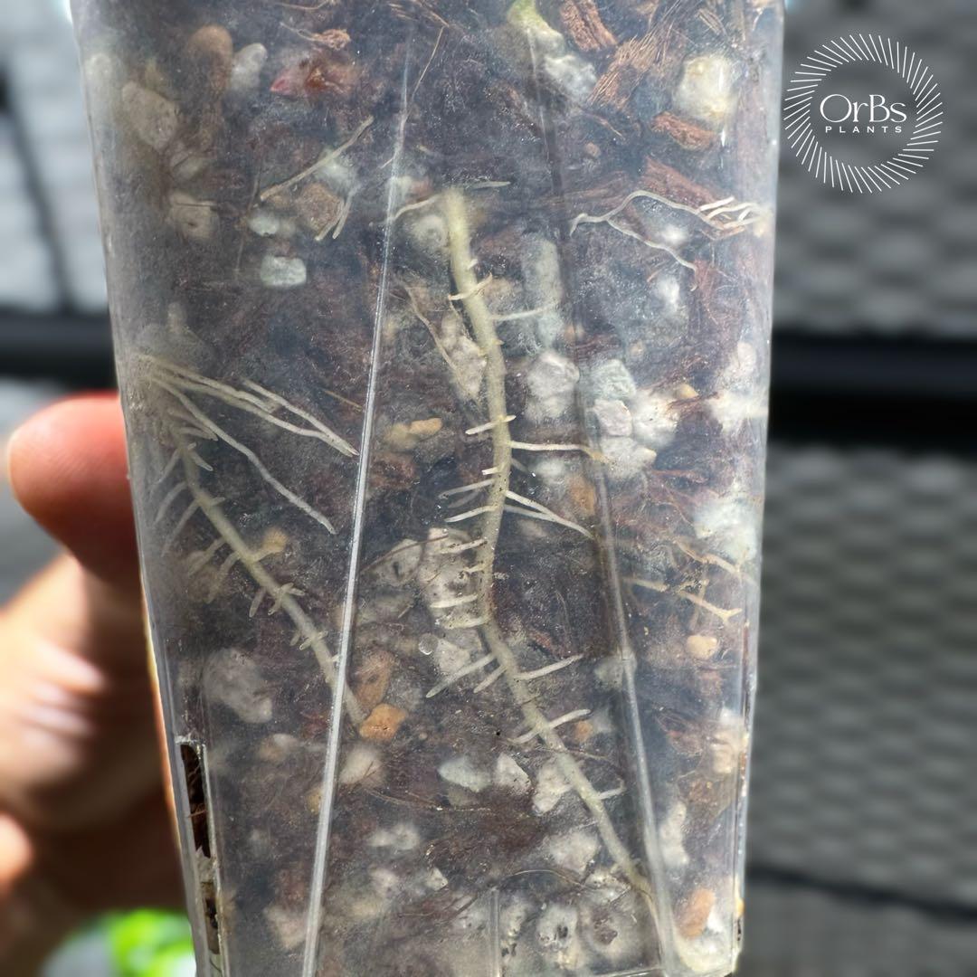 掲載最終日セール【芋付き】アロカシア ノビリス ピンク斑入り 中株サイズ