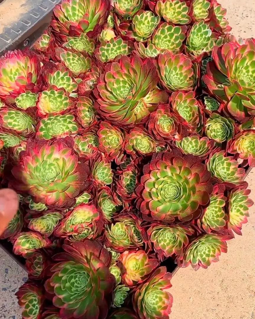 多肉植物アエオニウム錦❤️海王❤️