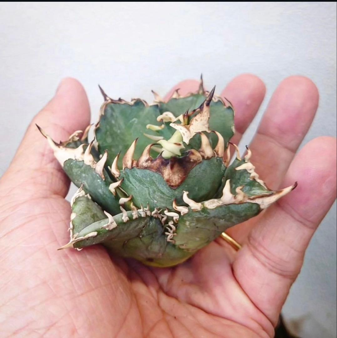 アガベ オアハカ オテロイ 現地球 発根済