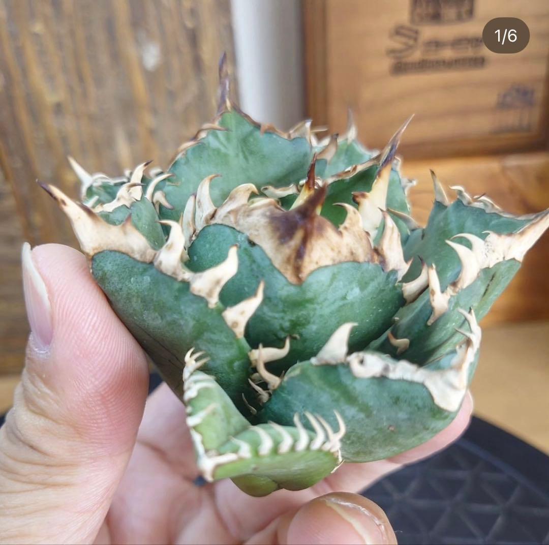 アガベ オアハカ オテロイ 現地球 発根済