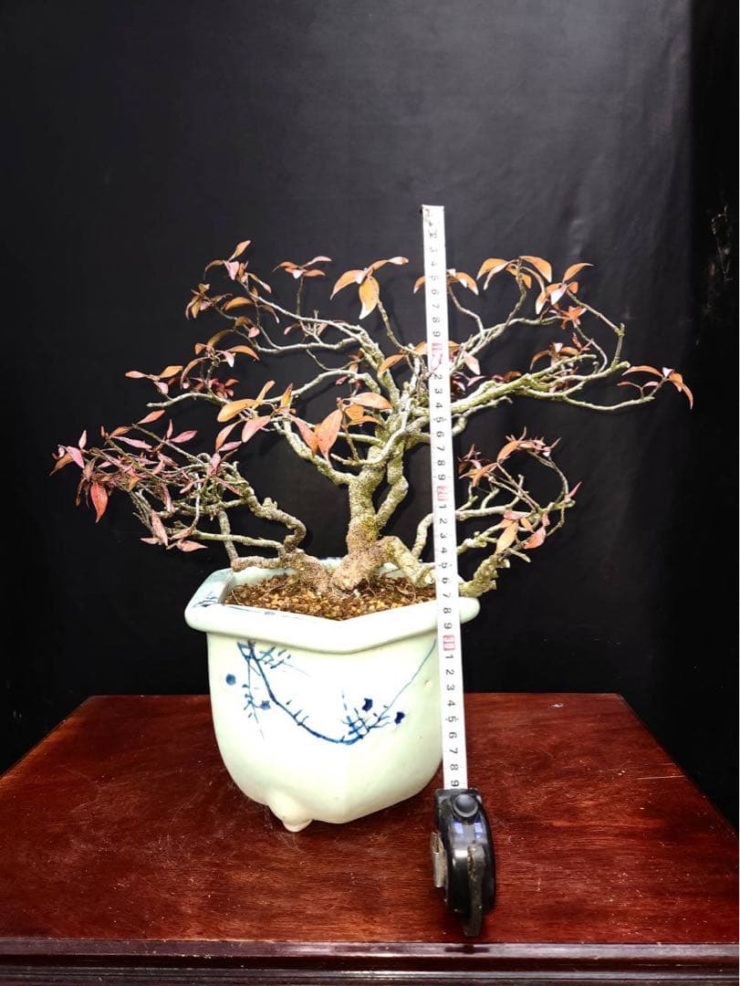 テイカカズラ 盆栽