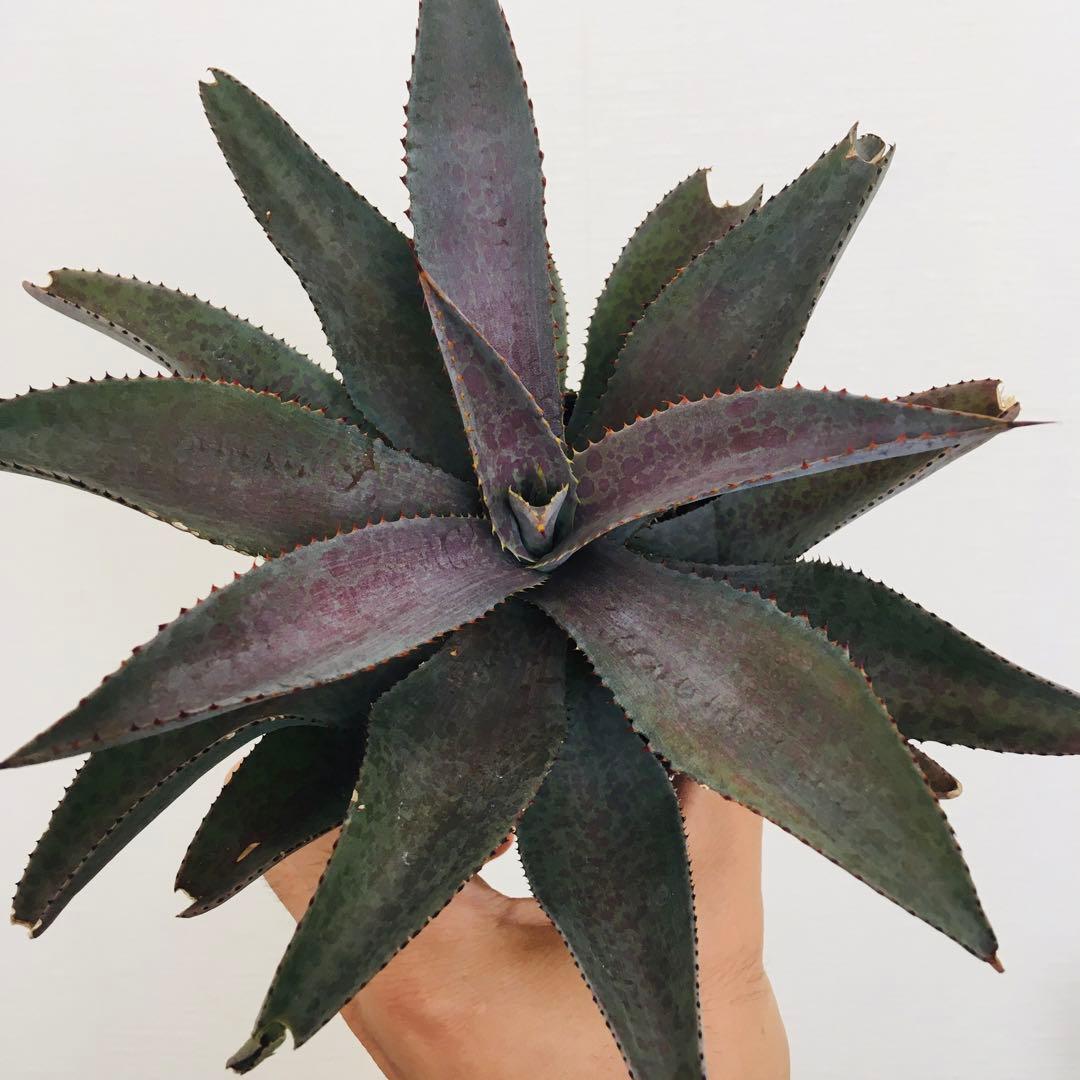 【超稀少】ブラッドスポット×パープルピープルイーター オリジナルhyb マンガベ