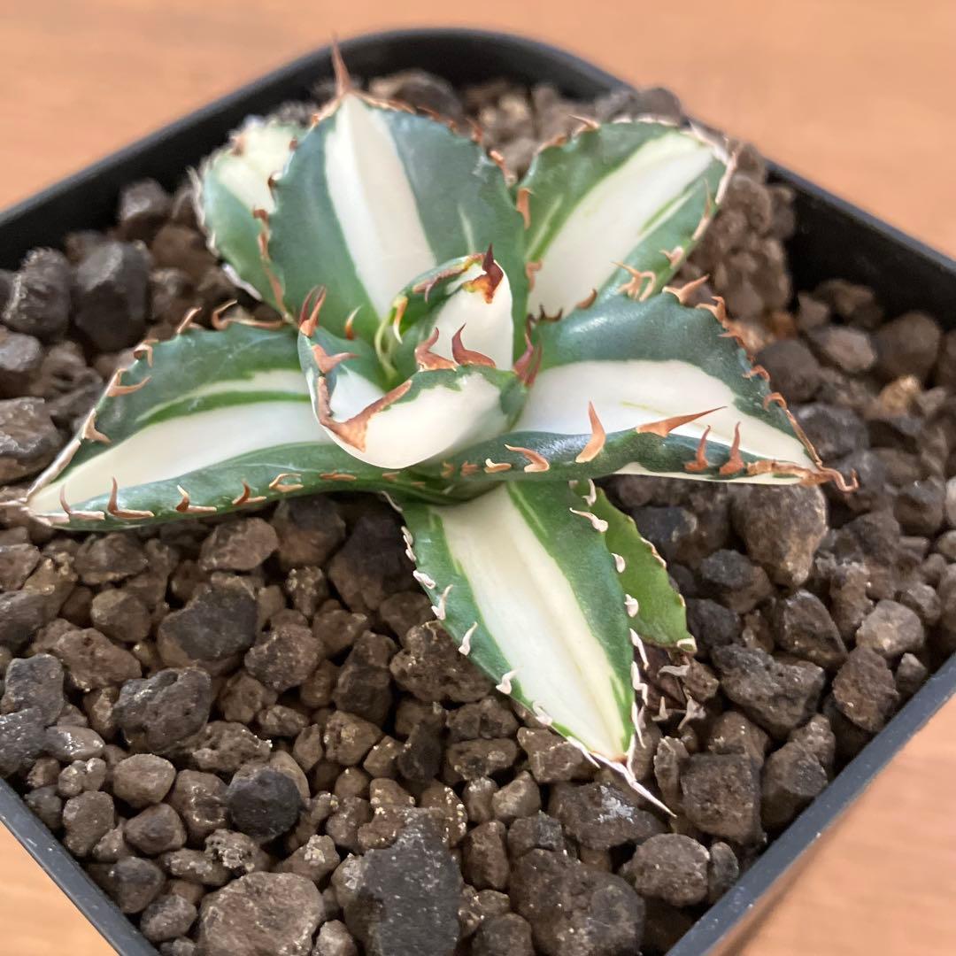 匿名配送【鉢ごと発送】活着　美株　サイズ大　アガべ　太陽神錦　白中斑　TC