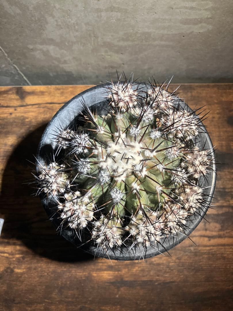 【仔株多数】コピアポア　シネレア　黒王丸　隆台付