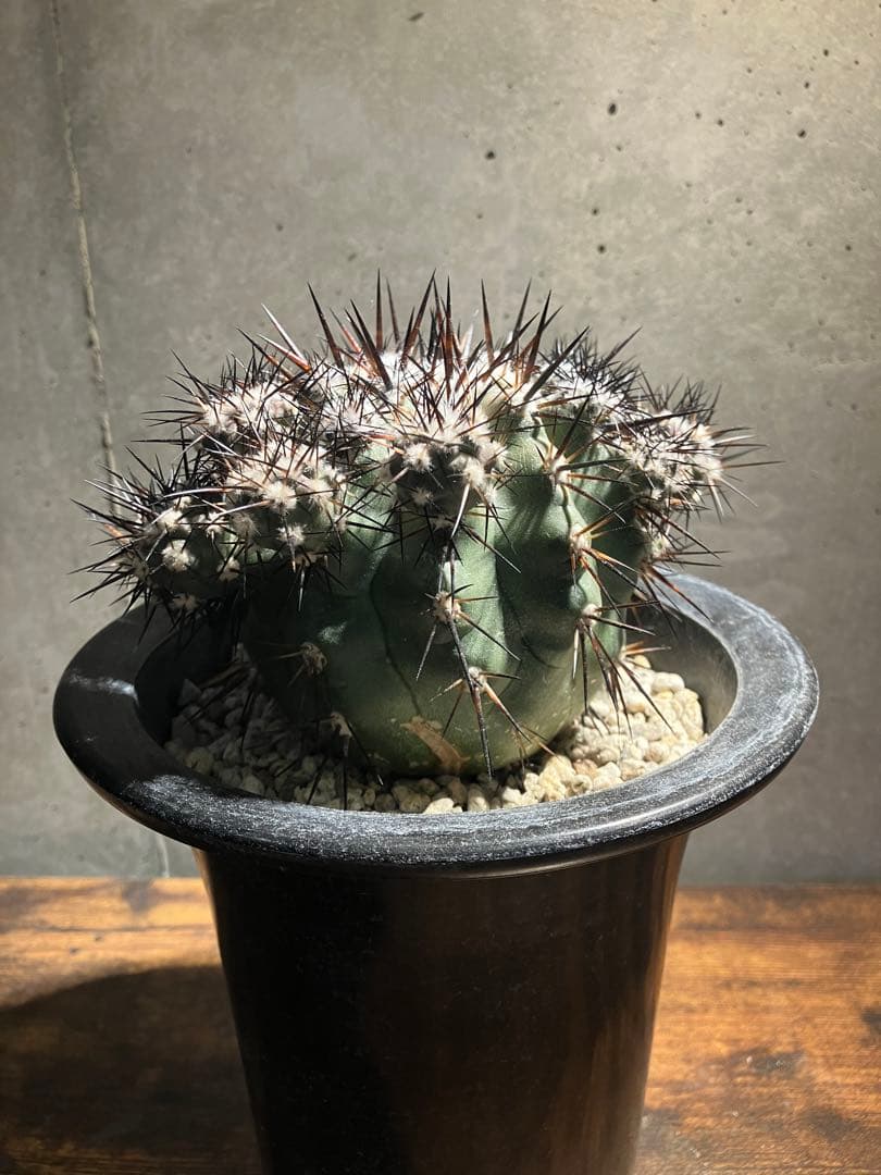 【仔株多数】コピアポア　シネレア　黒王丸　隆台付