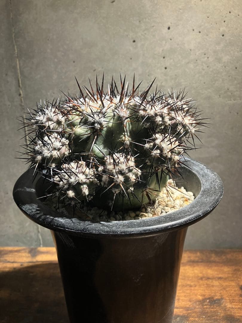 【仔株多数】コピアポア　シネレア　黒王丸　隆台付