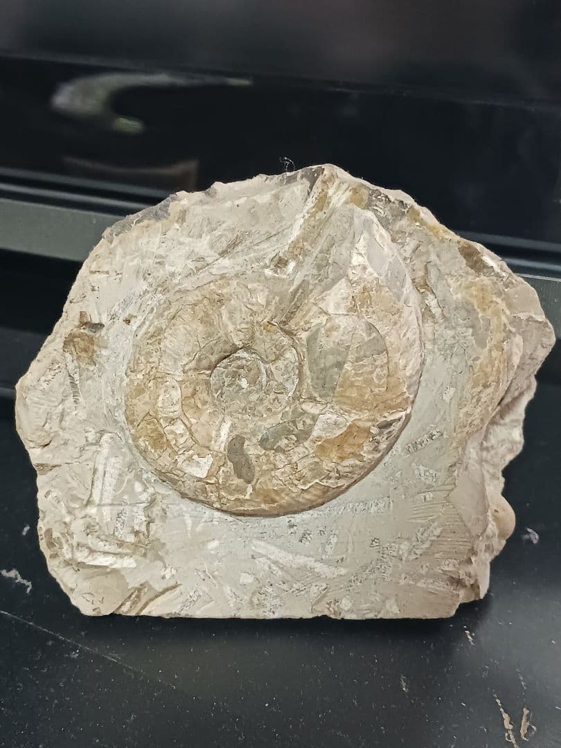 アンモナイト化石の置物