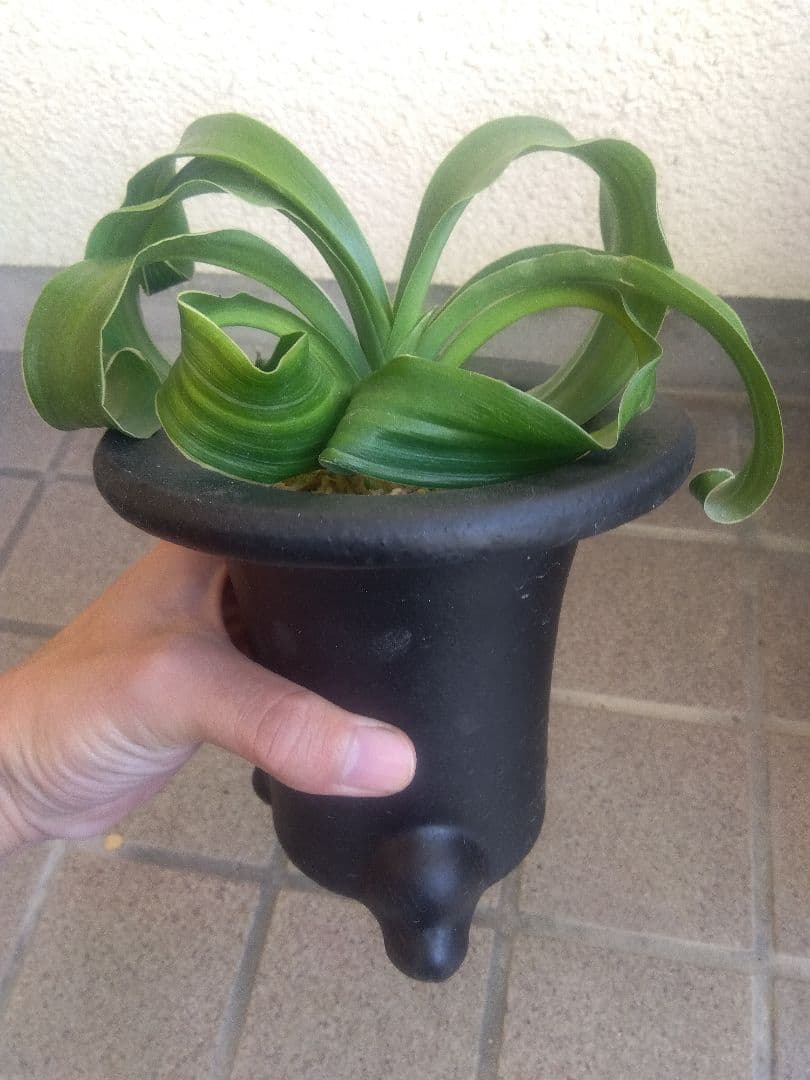 万年青　オモト　獅子　白覆輪斑　4.5号陶器鉢つき　か