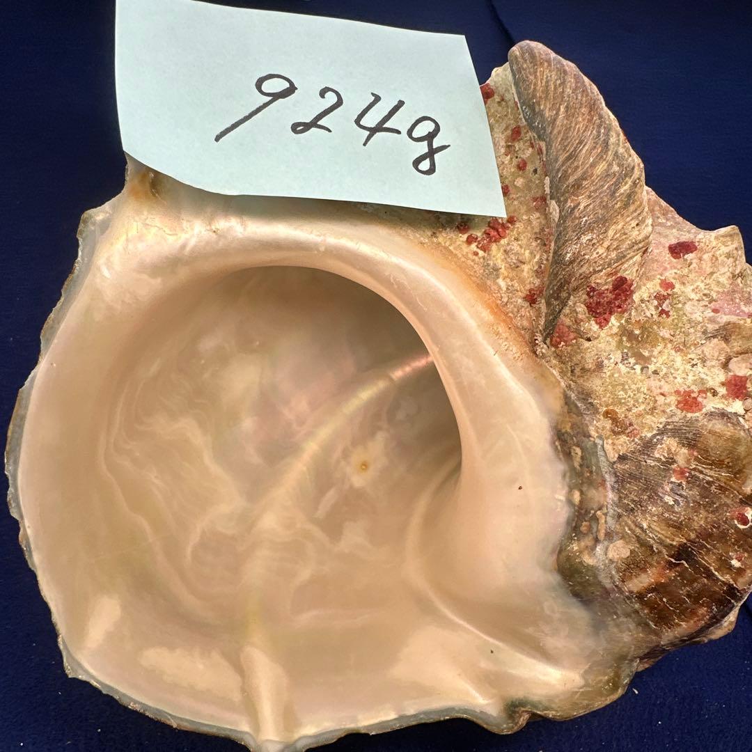 夜光貝　ヤコウ貝　まとめ売り　22個　19kg アクセサリー　ルアー