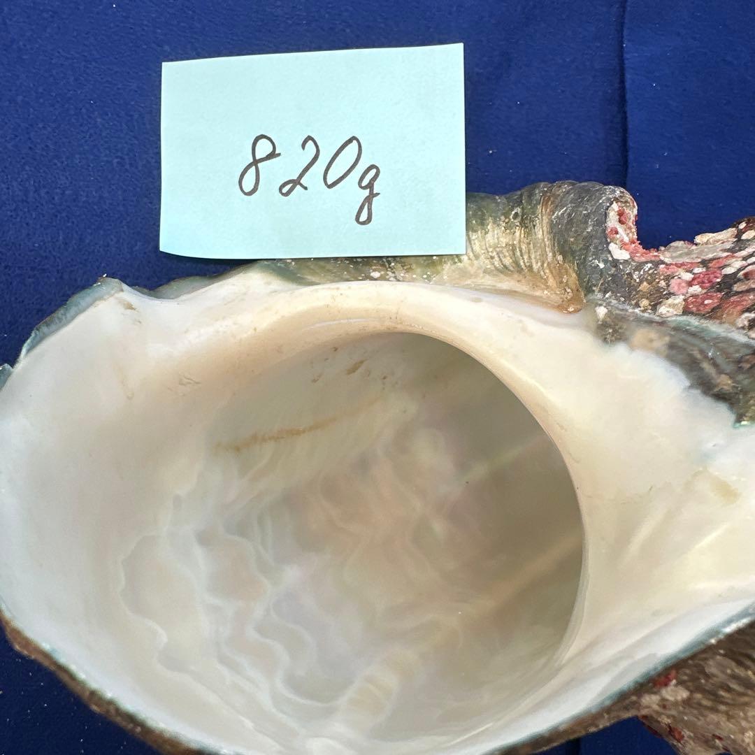 夜光貝　ヤコウ貝　まとめ売り　22個　19kg アクセサリー　ルアー