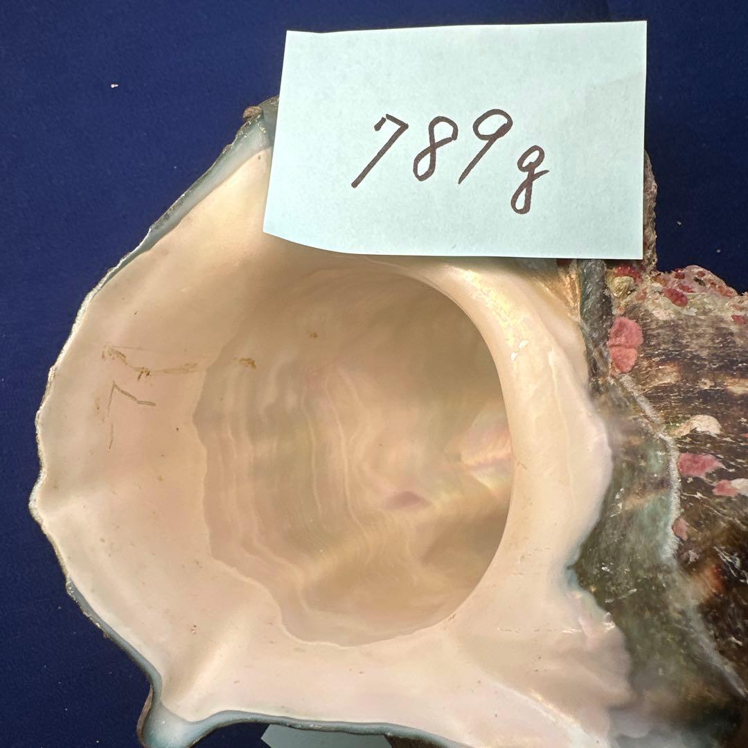 夜光貝　ヤコウ貝　まとめ売り　22個　19kg アクセサリー　ルアー