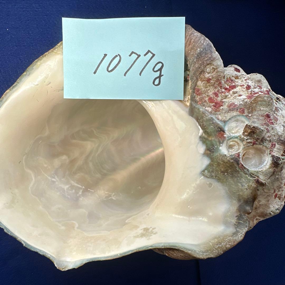 夜光貝　ヤコウ貝　まとめ売り　22個　19kg アクセサリー　ルアー