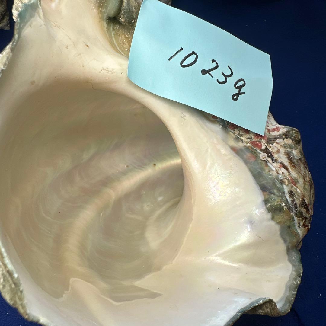 夜光貝　ヤコウ貝　まとめ売り　22個　19kg アクセサリー　ルアー