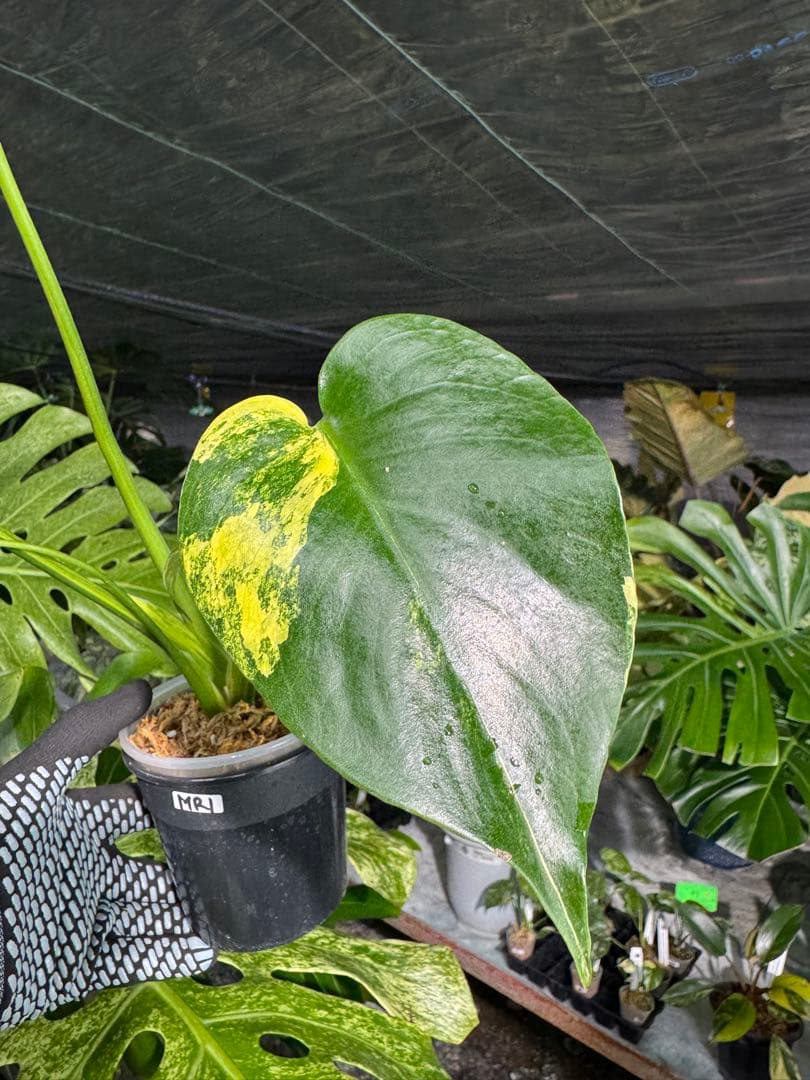 Mr1モンステラ　イエローマリリン　黄斑入り
