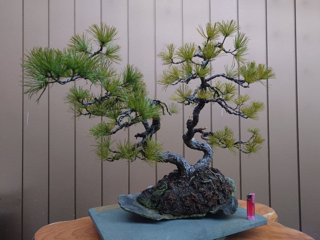 盆栽　五葉松　樹高43cm