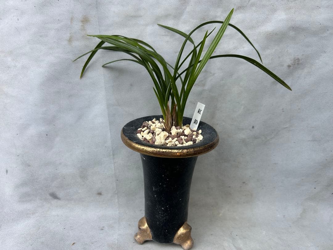 韓国春蘭★紅鈴★豆赤花★豆花★交配種★円弁★5本