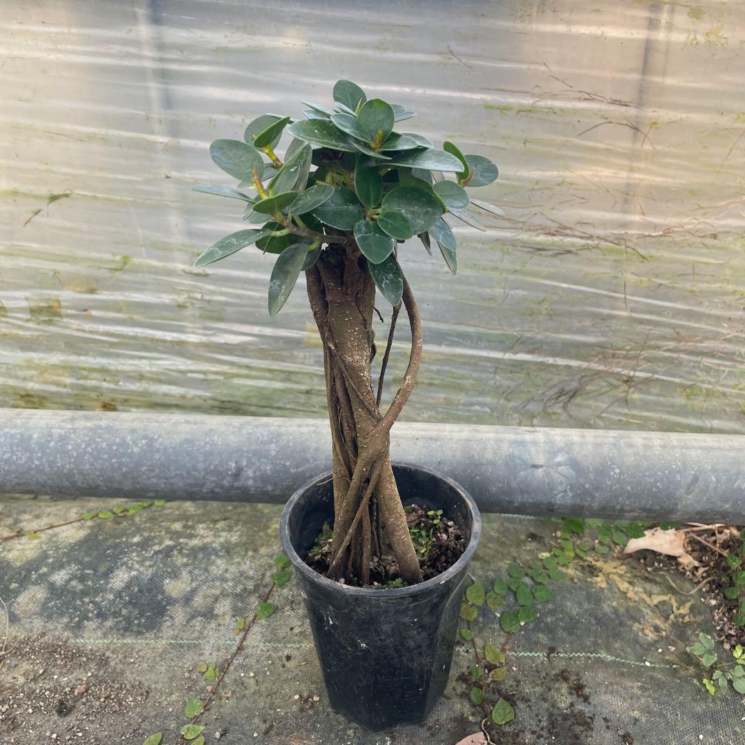 パンダガジュマル　コパンダ接木　3.５号