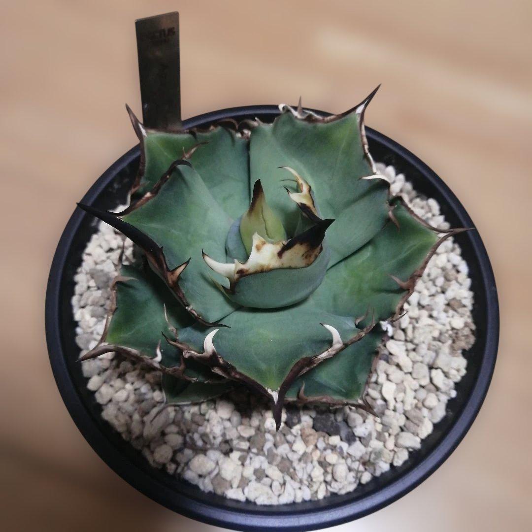 アガベチタノタ　トリケラトプス