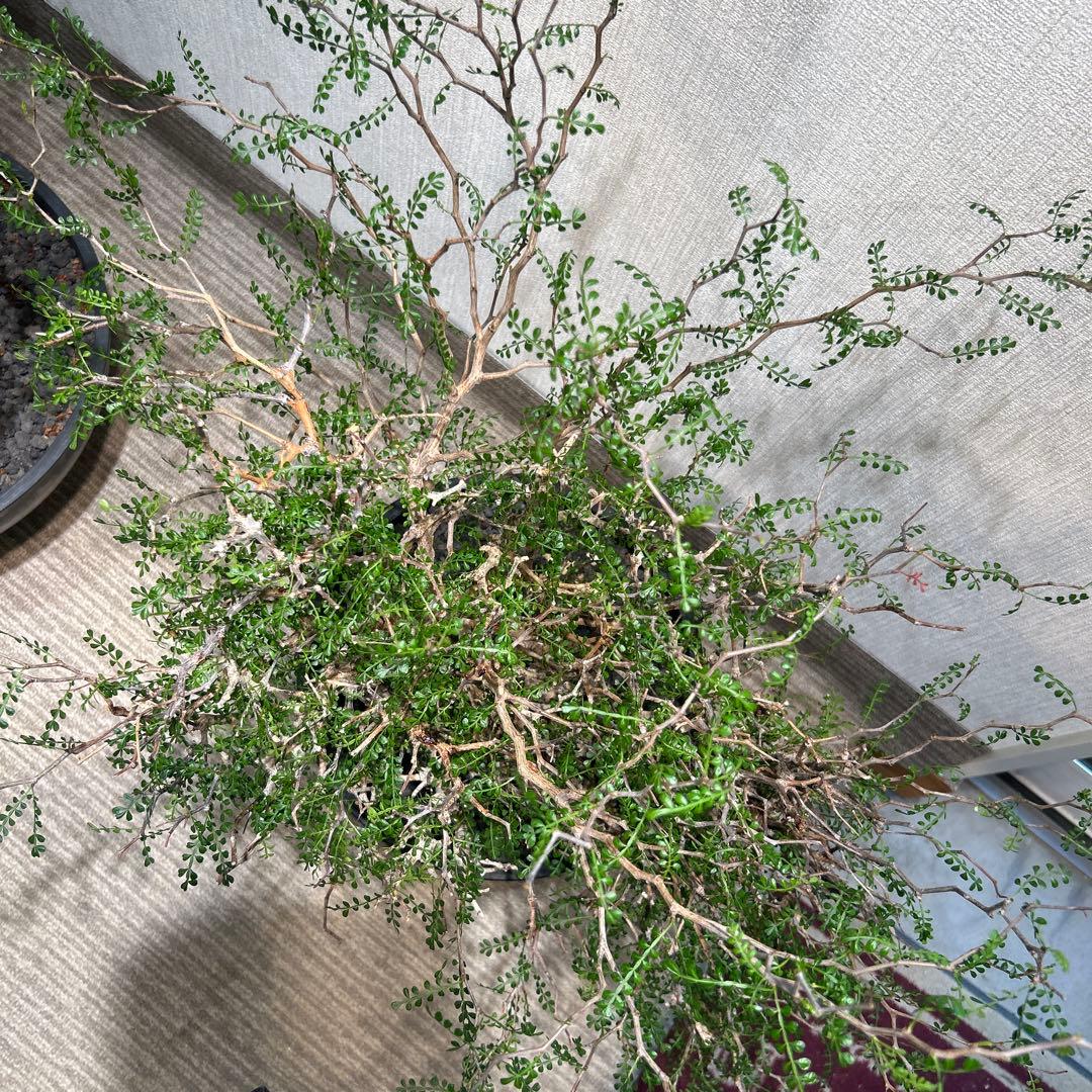 中型 塊根植物 黒鉢　パキプス