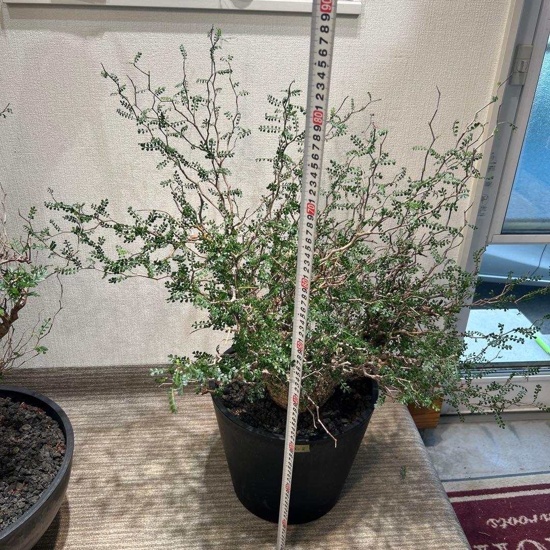 中型 塊根植物 黒鉢　パキプス