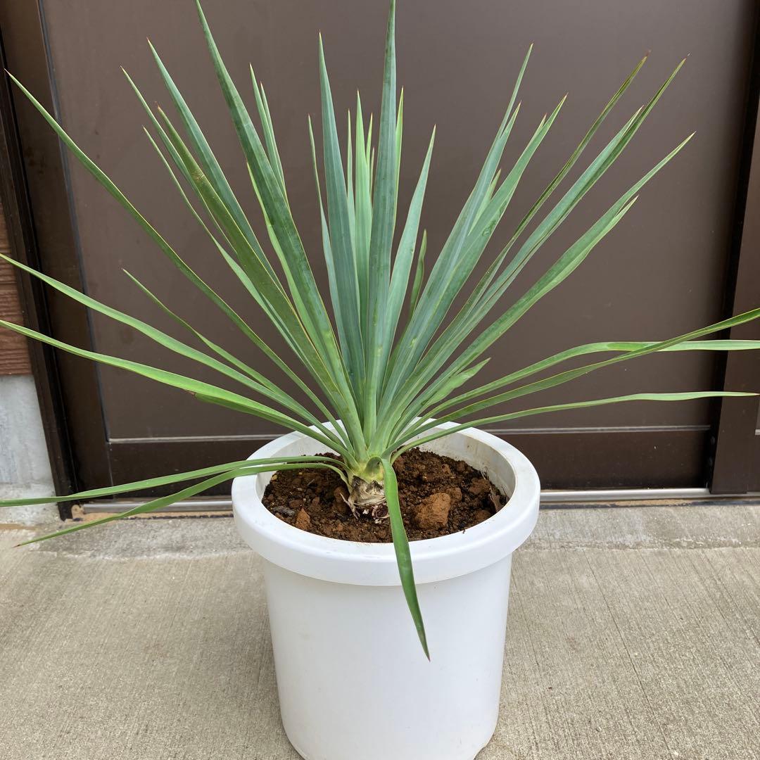 【超希少種】ユッカ・デグリナータ　#25098