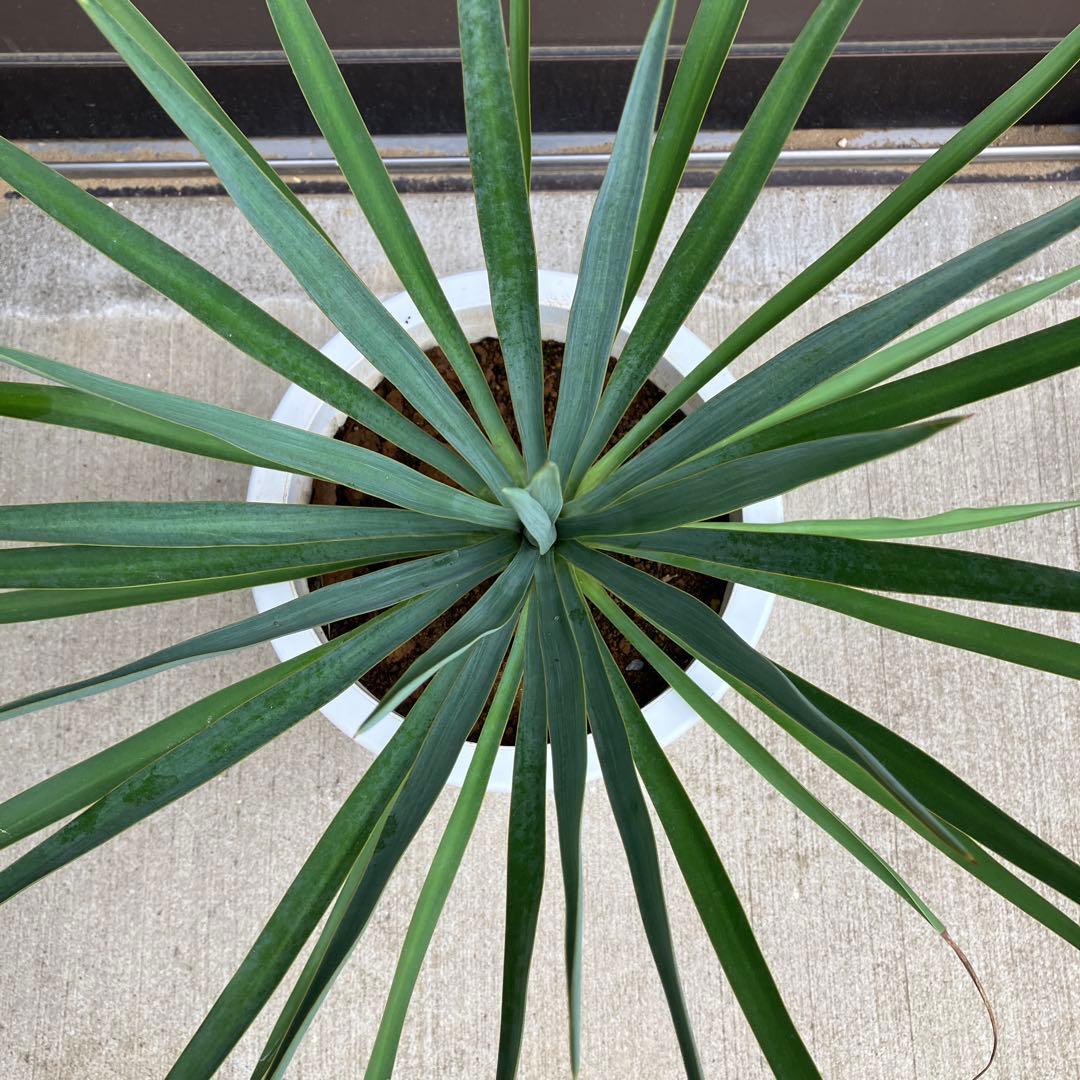 【超希少種】ユッカ・デグリナータ　#25098