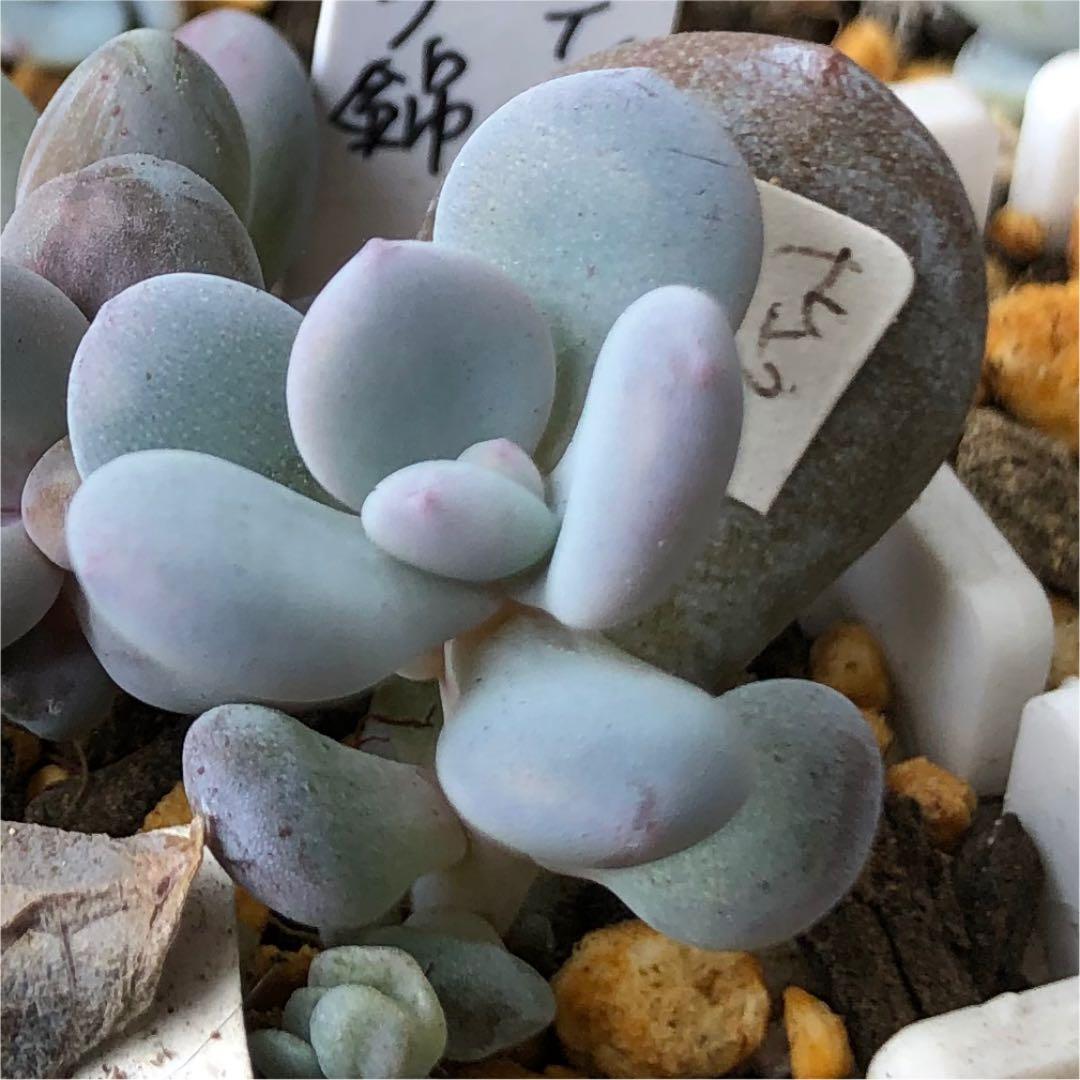 多肉植物^o^ 葉挿し赤ちゃん　ピンクシフォン