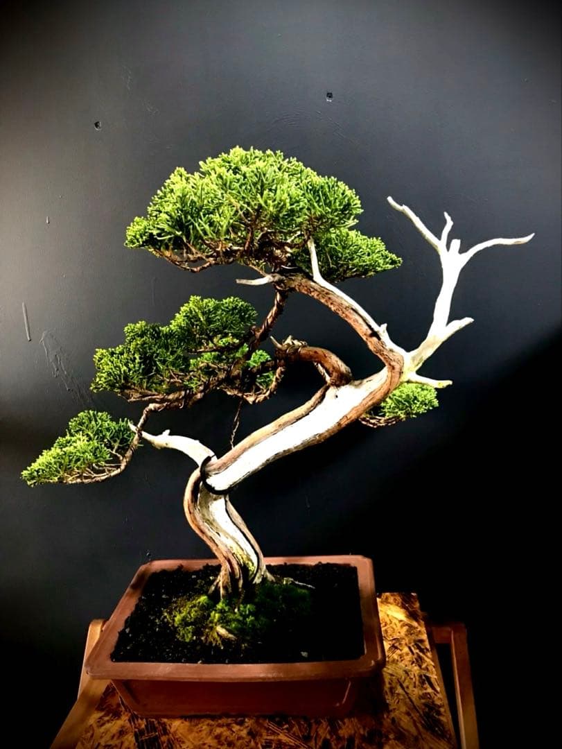 じゃぱ 糸魚川真柏盆栽 中品 ☆★イチオシ★☆