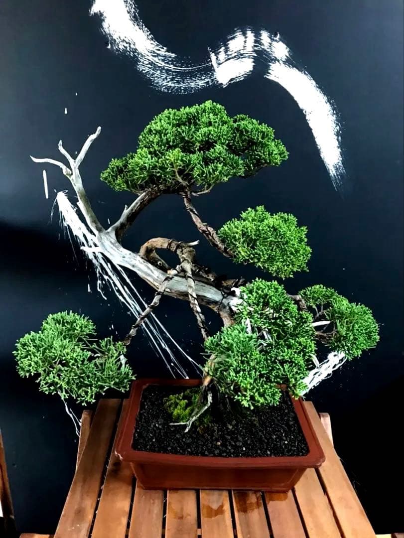 じゃぱ 糸魚川真柏盆栽 中品 ☆★イチオシ★☆