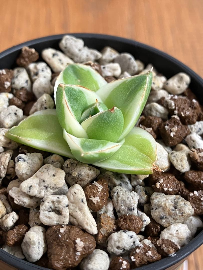 速達【鉢ごと発送】③特選　斑広め　アガべ　王妃笹の雪A型　ピンキー　白覆輪　TC